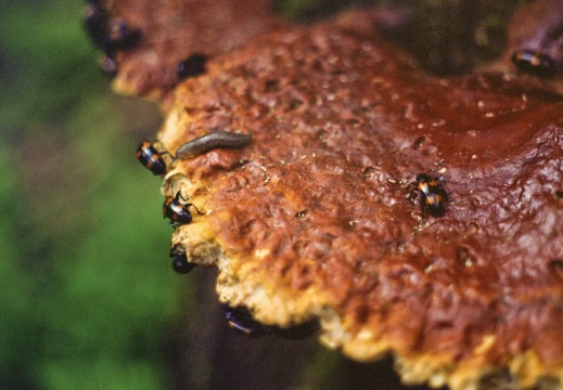 Snail wanders on fungus during beetle mating